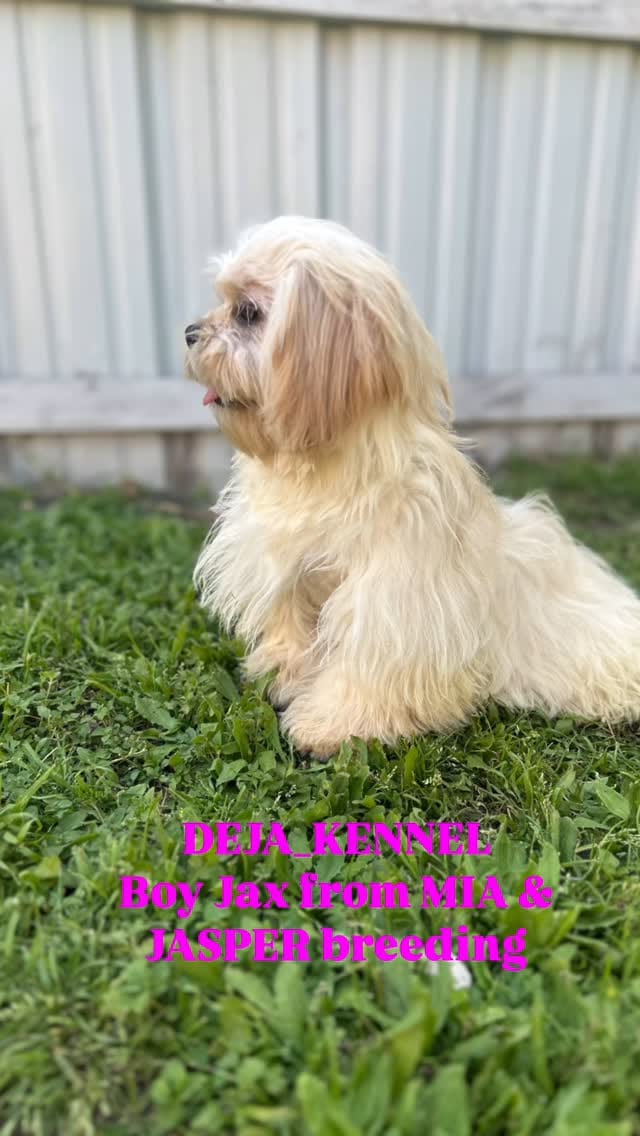 Post 3 by @deja_kennel on Instagram (video)