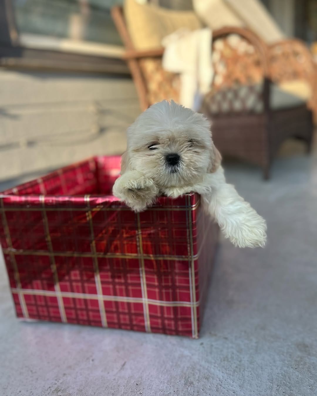 Post 6 by @deja_kennel on Instagram (carousel)