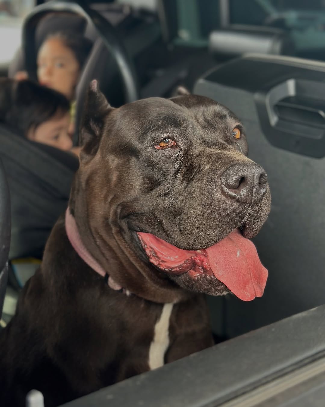 Post 2 by @deja_kennel on Instagram (image)