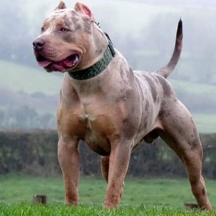 Post 2 by Brbk Kennels on Instagram (image)