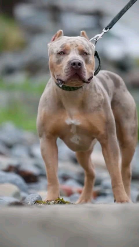 Post 1 by Brbk Kennels on Instagram (carousel)