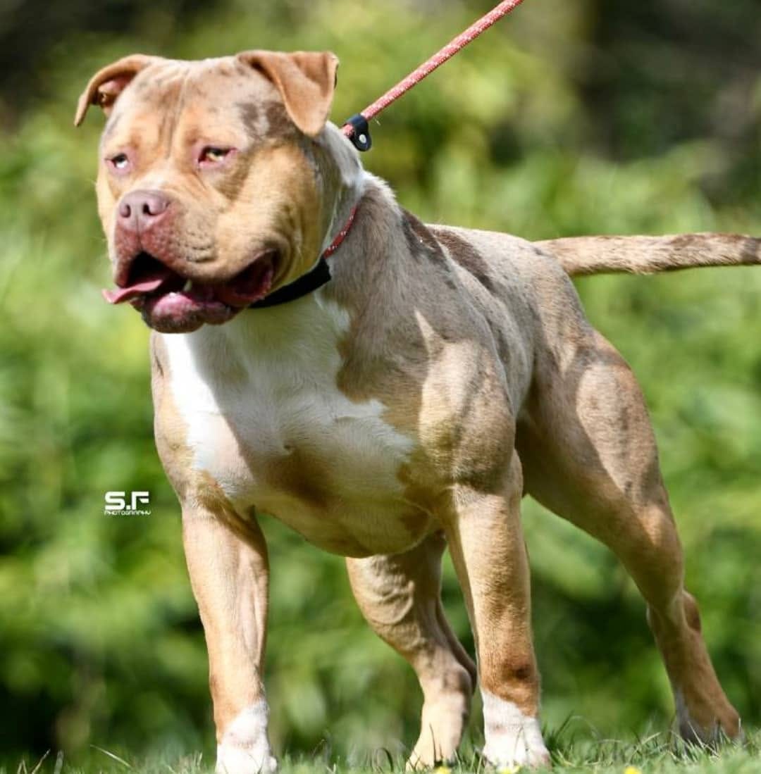Post 8 by Brbk Kennels on Instagram (image)