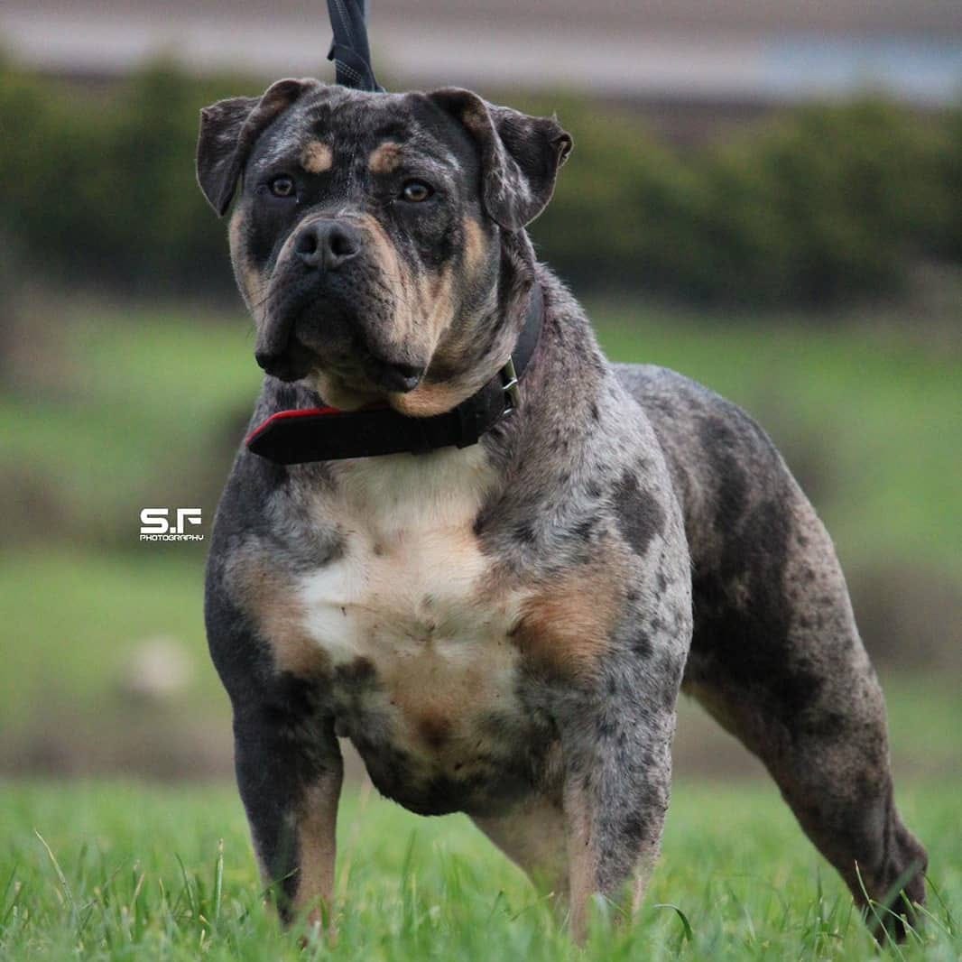 Post 10 by Brbk Kennels on Instagram (image)