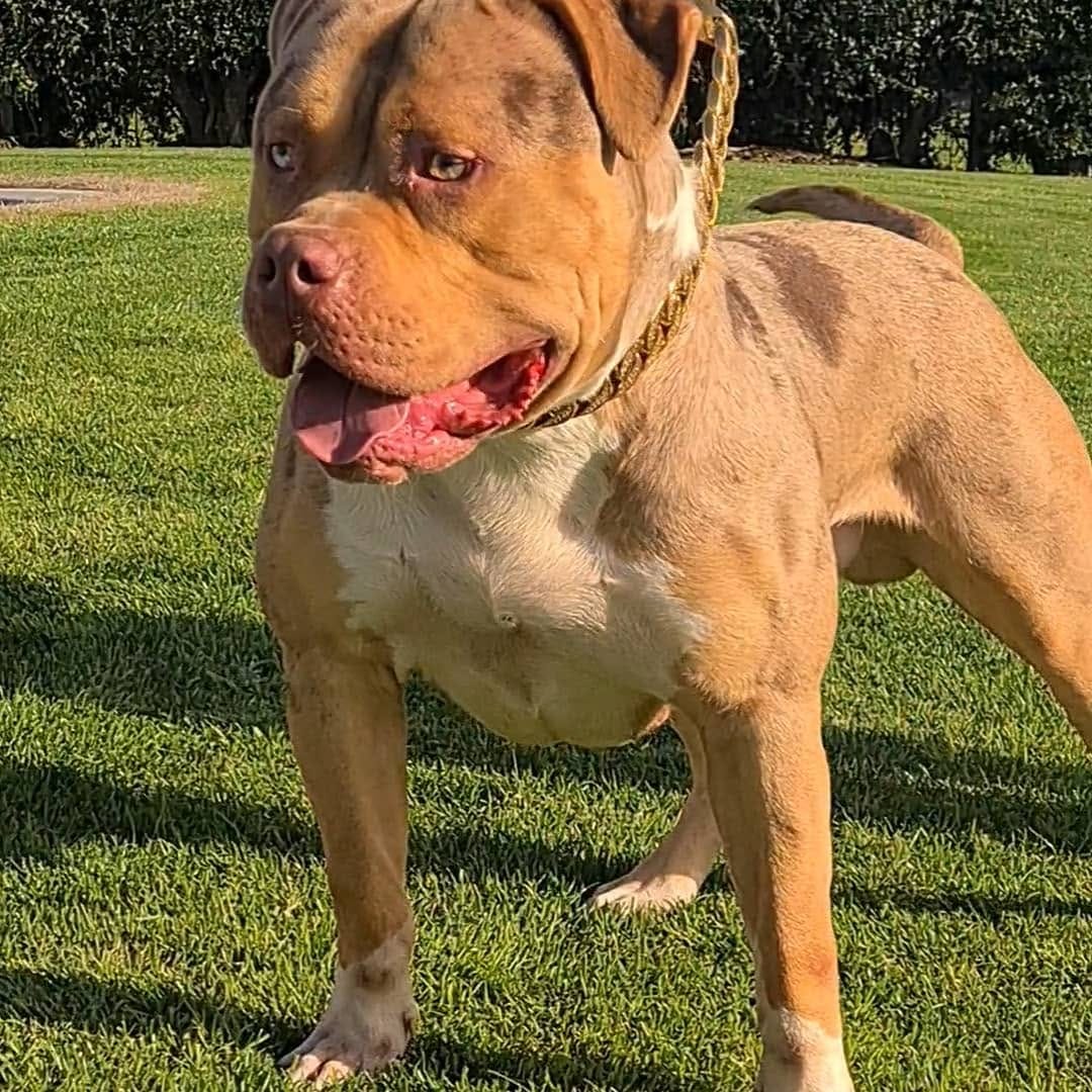 Post 3 by Brbk Kennels on Instagram (image)