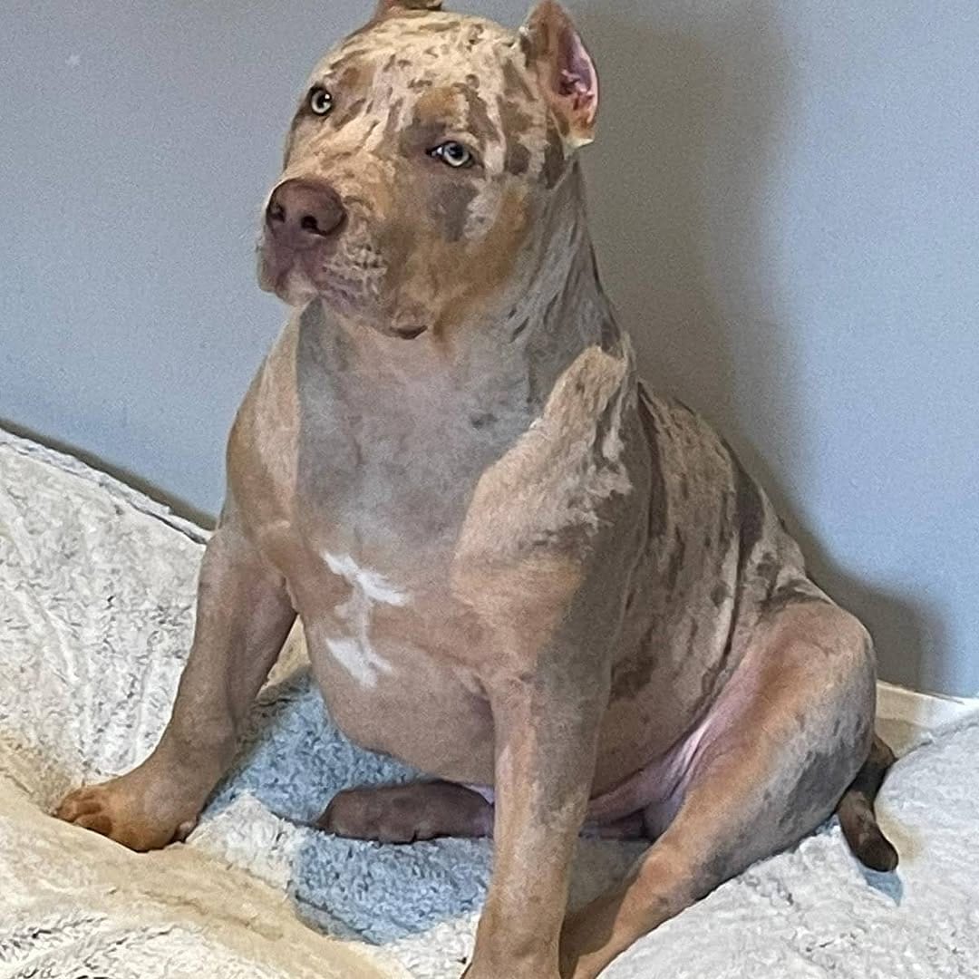 Post 5 by Brbk Kennels on Instagram (image)