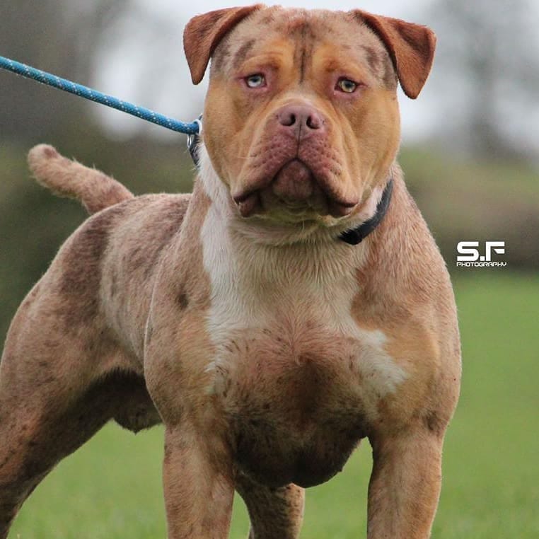 Post 9 by Brbk Kennels on Instagram (image)
