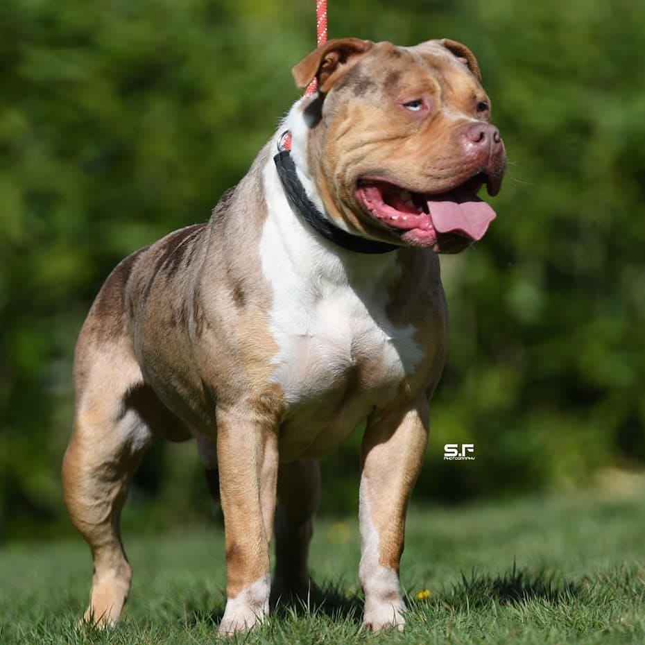 Post 7 by Brbk Kennels on Instagram (image)
