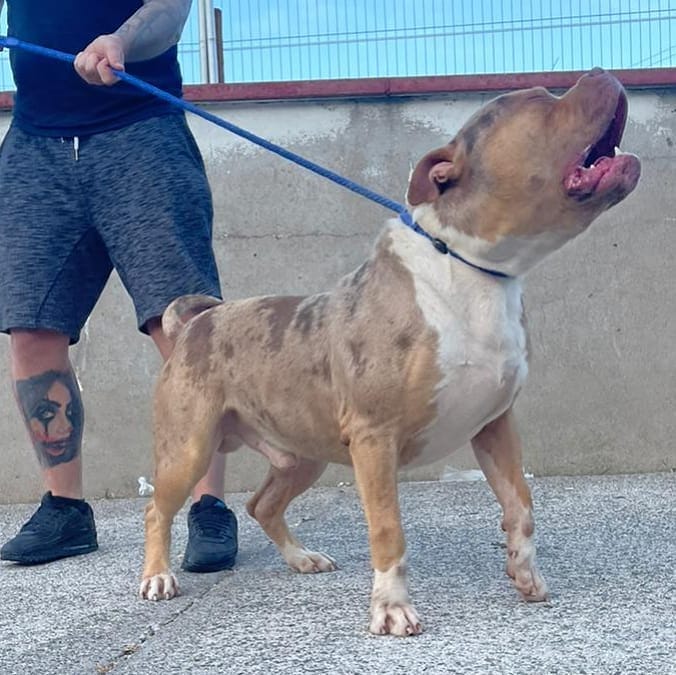 Post 4 by Brbk Kennels on Instagram (image)