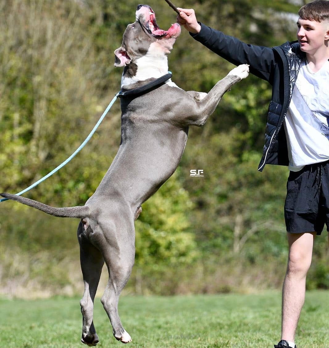 Post 6 by Brbk Kennels on Instagram (image)