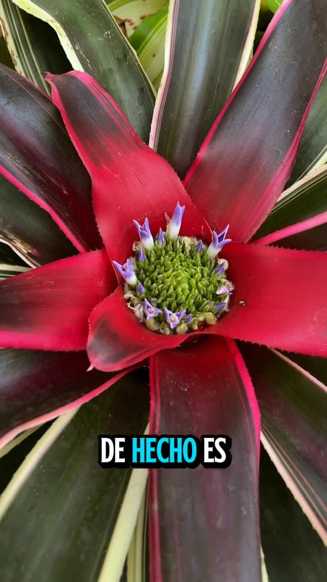 Post 3 by Vivero Las Llanadas on Instagram (video)