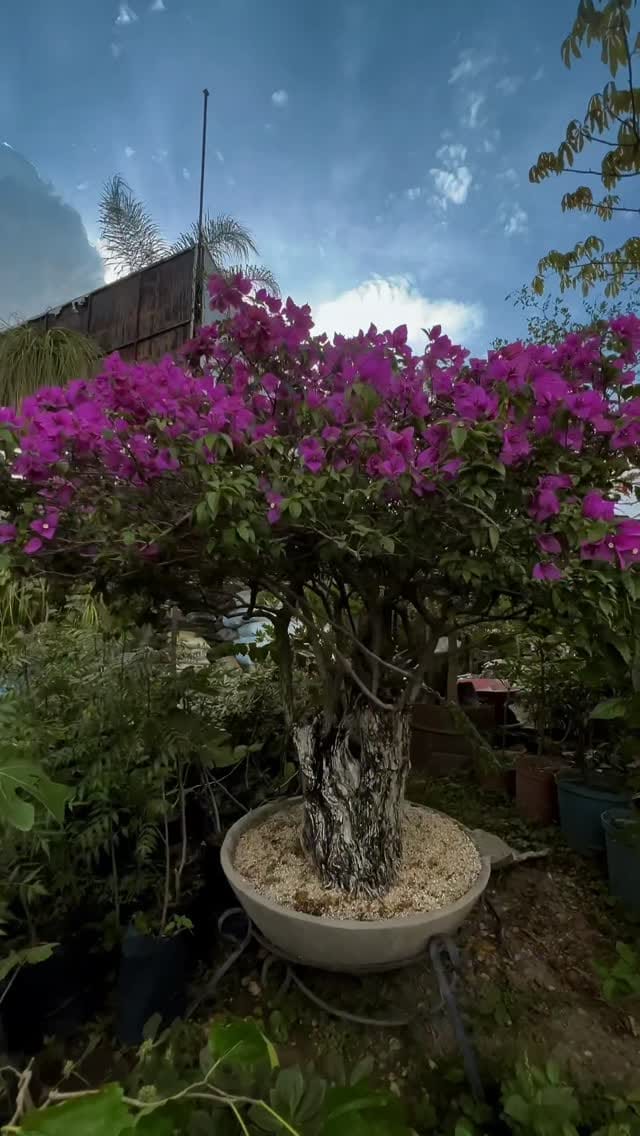 Post 2 by Vivero Las Llanadas on Instagram (video)