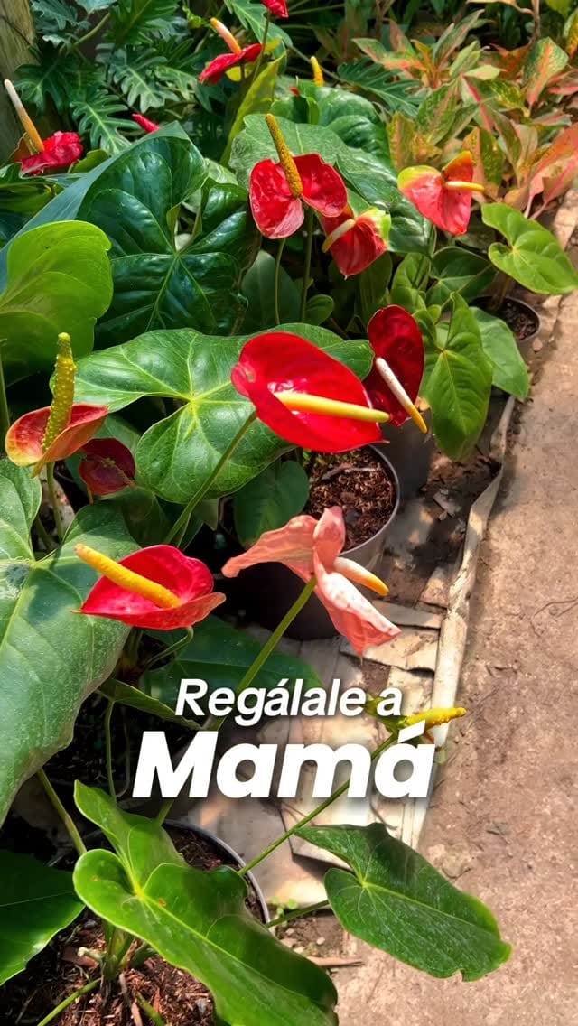 Post 4 by Vivero Las Llanadas on Instagram (video)