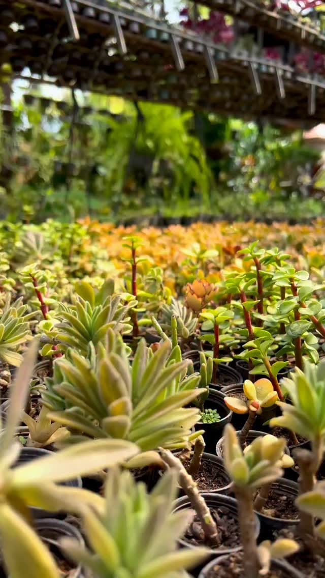 Post 8 by Vivero Las Llanadas on Instagram (video)