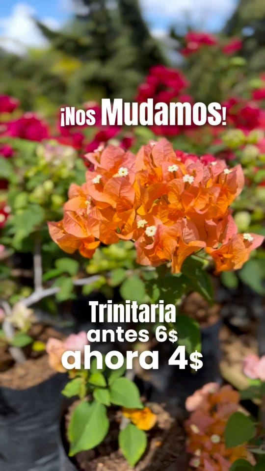 Post 9 by Vivero Las Llanadas on Instagram (video)
