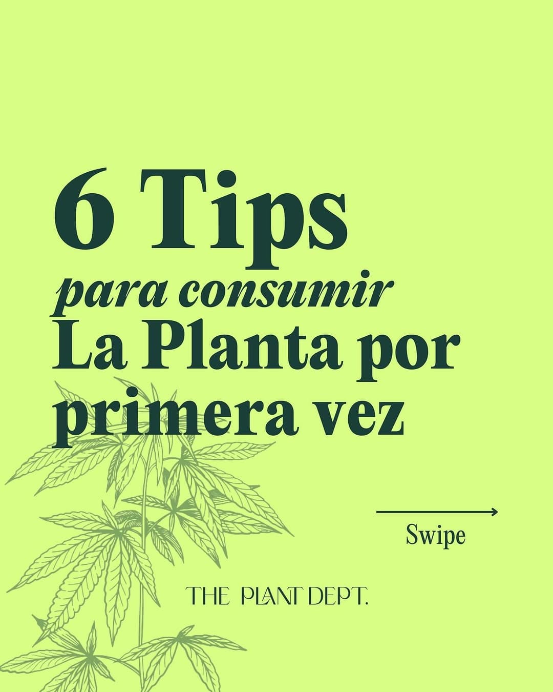 Post 8 by The Plant Department on Instagram (carousel)