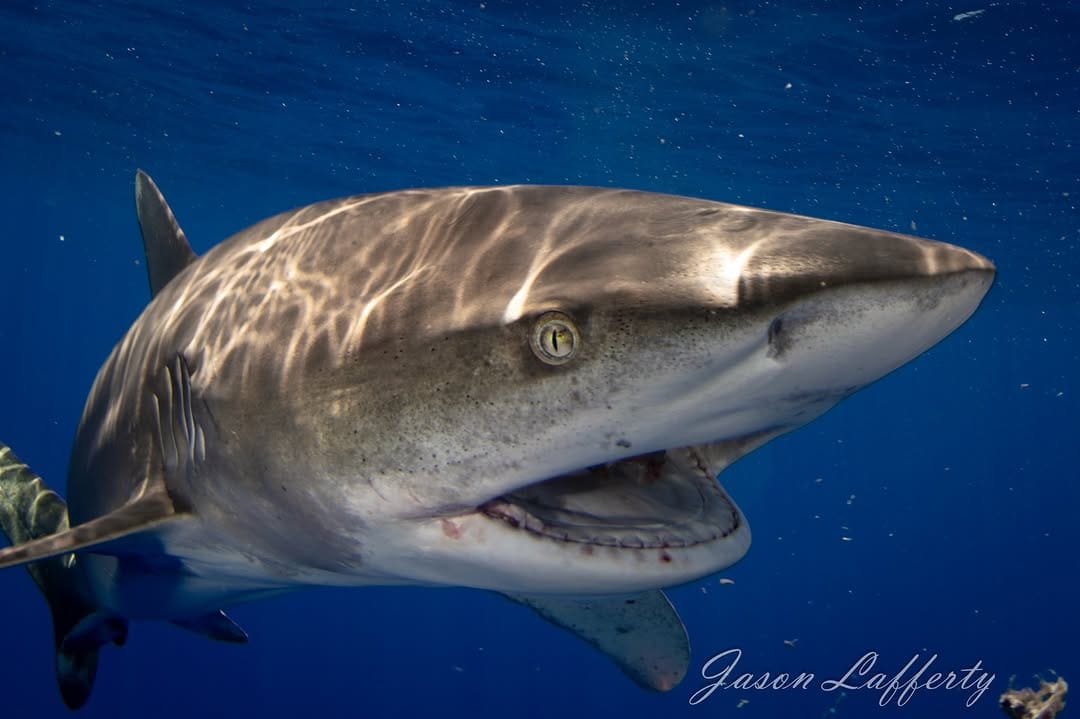 Post 3 by Jason Lafferty on Instagram (image)