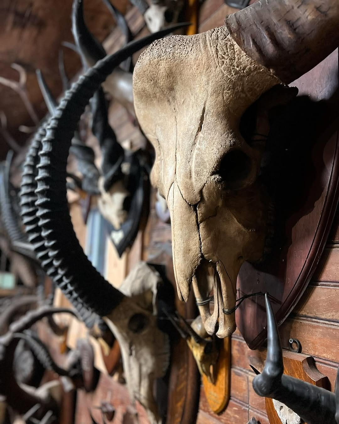 Post 1 by @taxidermy on Instagram (image)