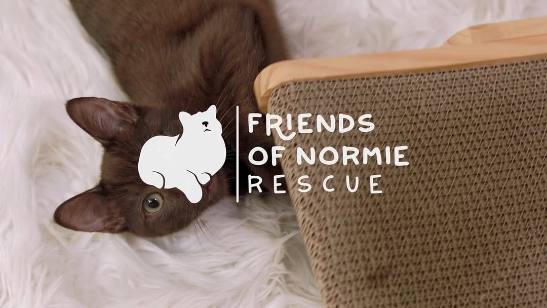Post 9 by Friends Of Normie on Instagram (video)