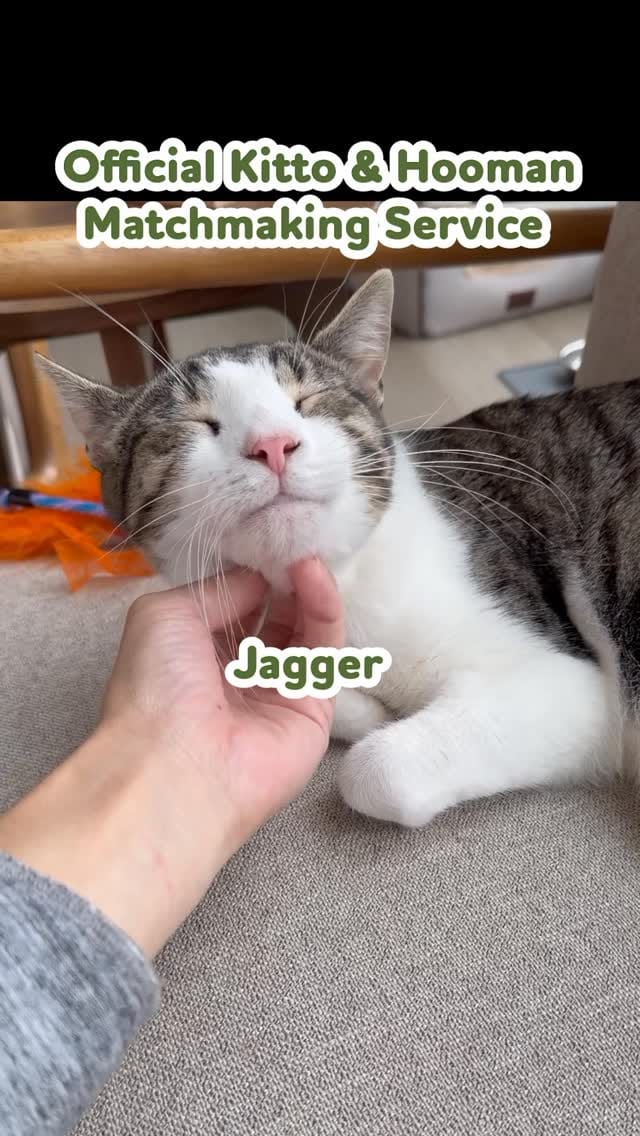 Post 2 by Friends Of Normie on Instagram (video)