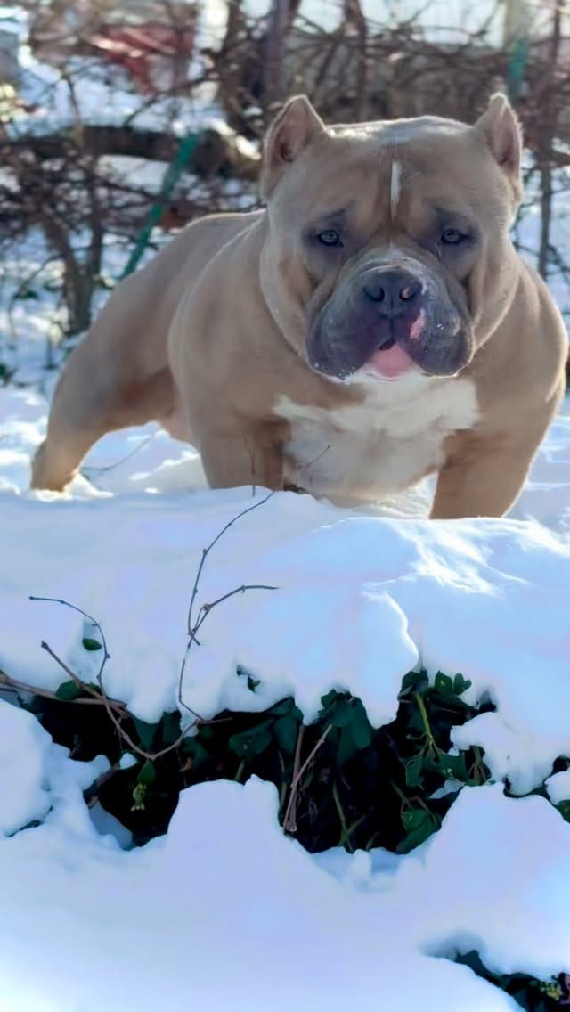 Post 2 by Graveyard Bulliez Llc on Instagram (video)