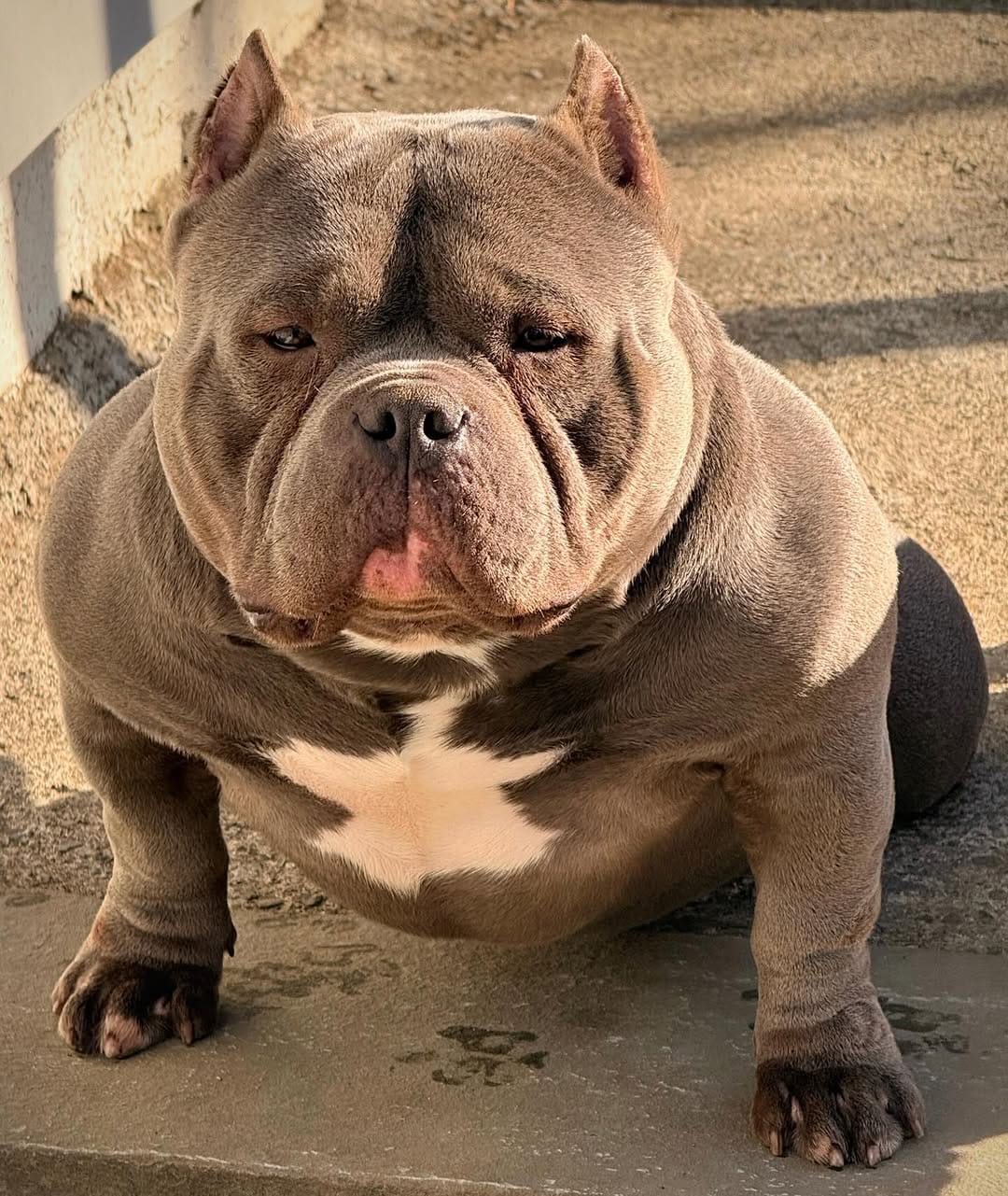 Post 1 by Graveyard Bulliez Llc on Instagram (image)