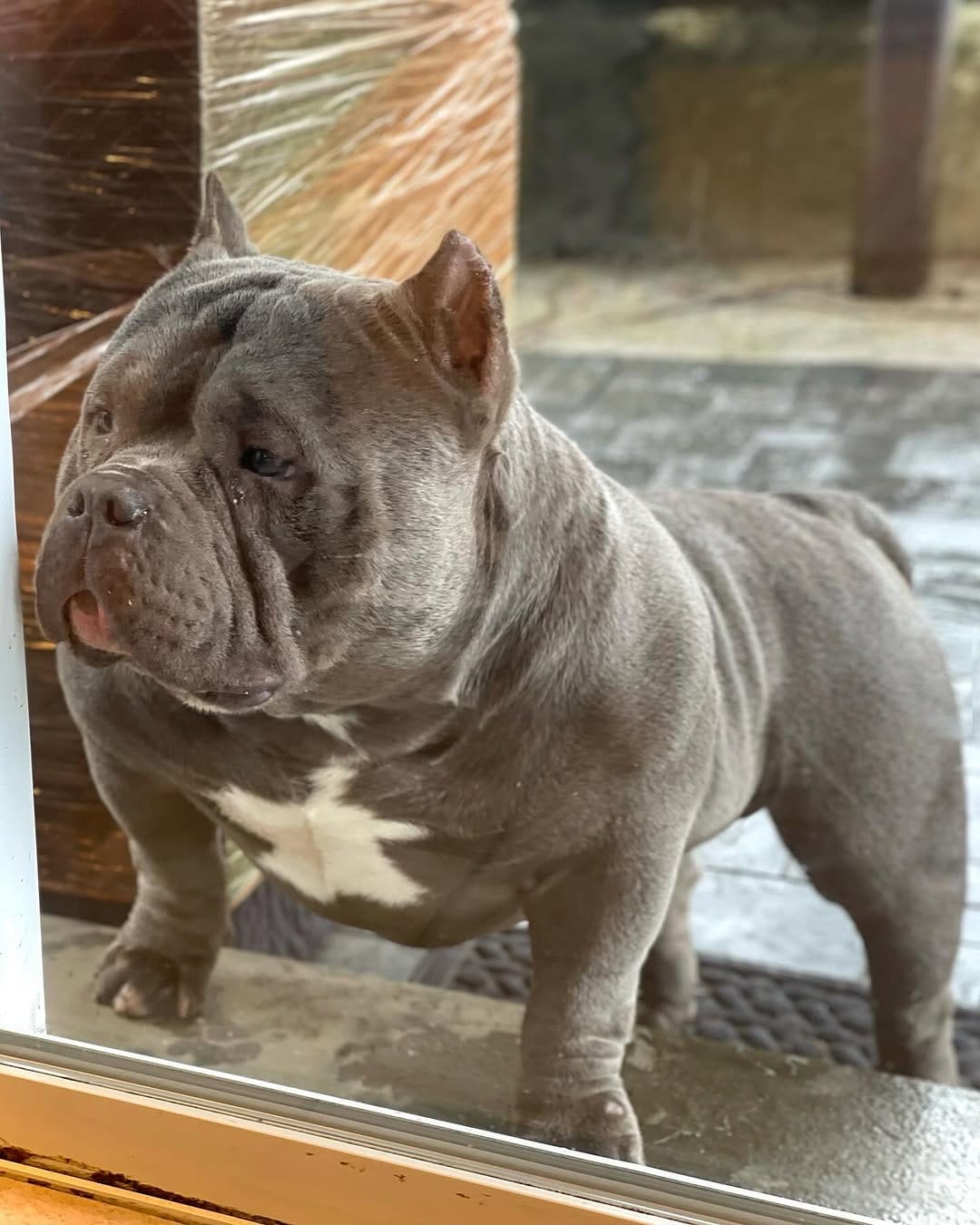 Post 3 by Graveyard Bulliez Llc on Instagram (image)