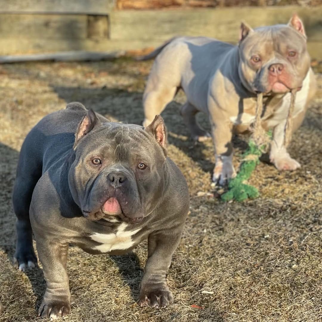 Post 8 by Graveyard Bulliez Llc on Instagram (image)