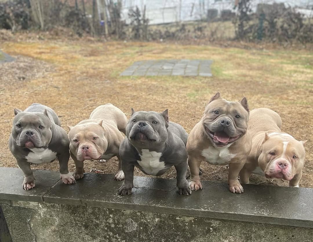 Post 6 by Graveyard Bulliez Llc on Instagram (image)