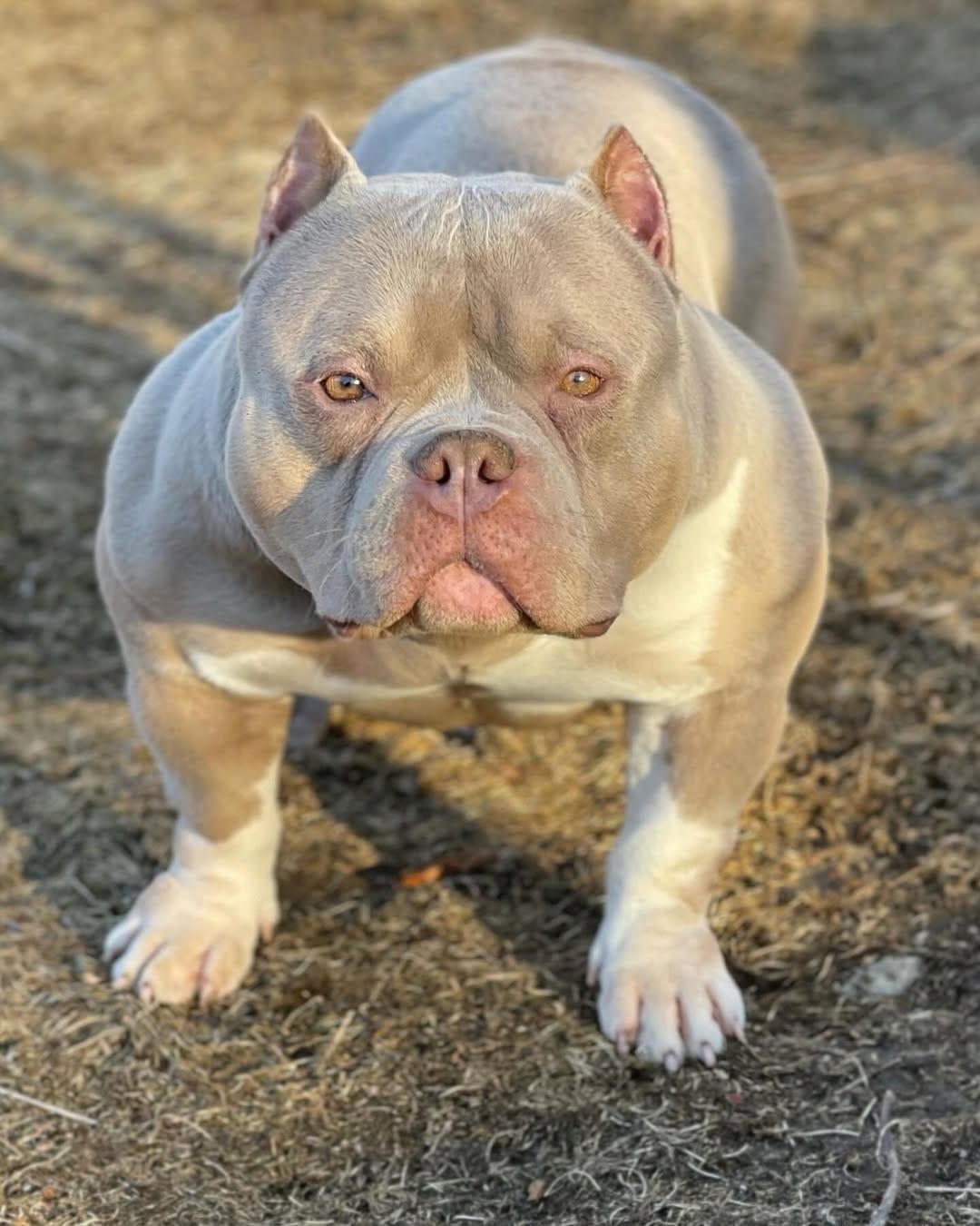 Post 9 by Graveyard Bulliez Llc on Instagram (image)