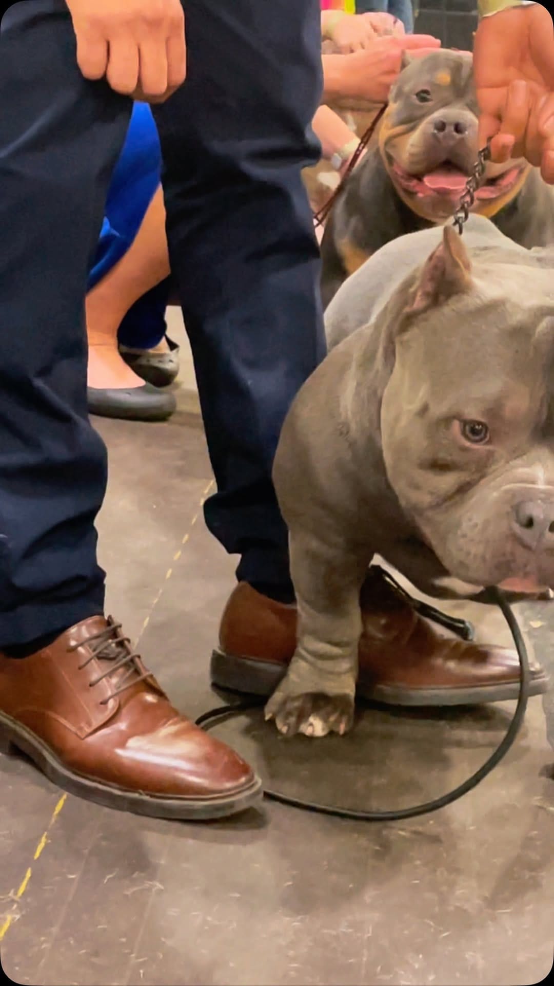 Post 4 by Graveyard Bulliez Llc on Instagram (video)