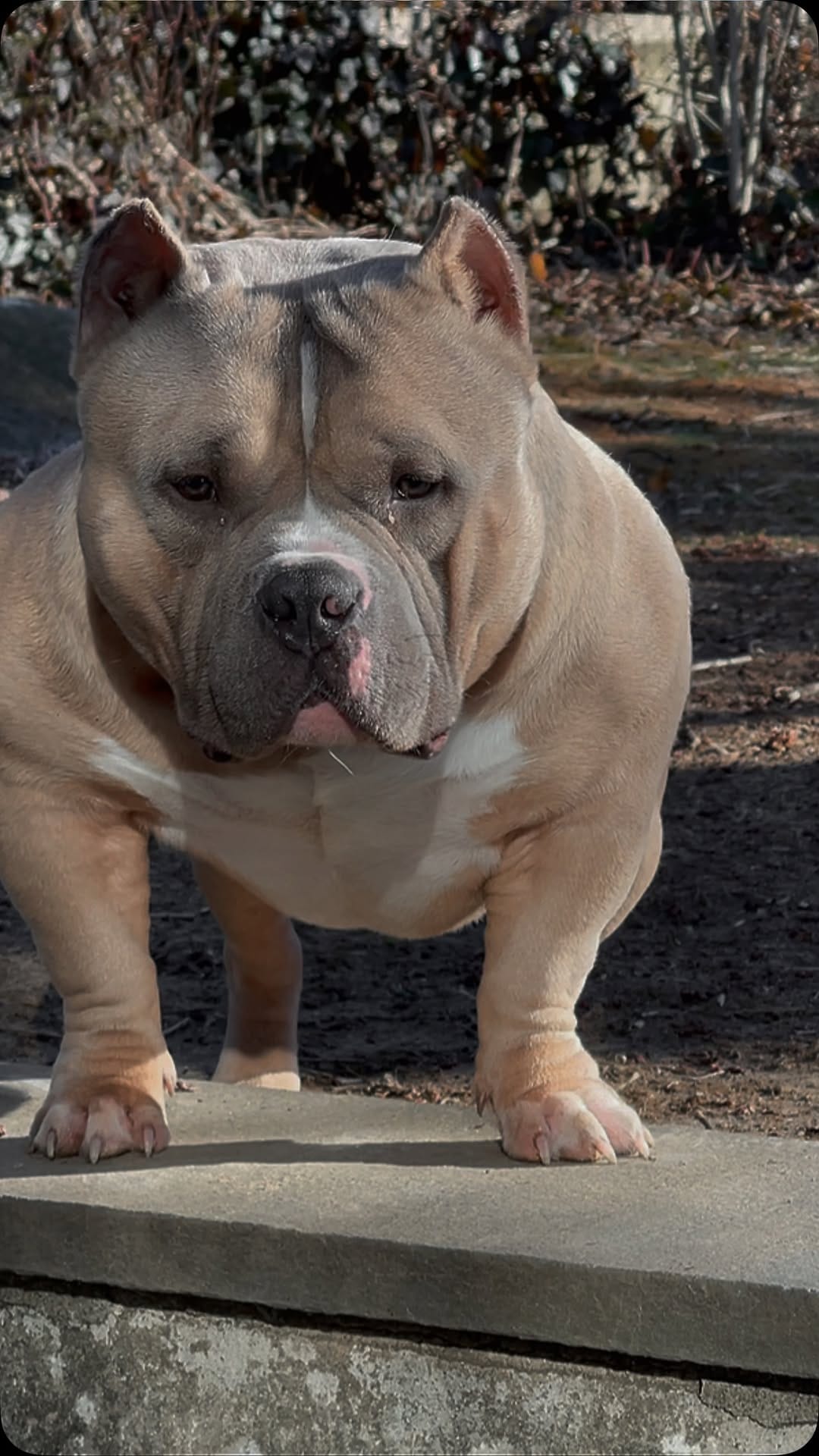 Post 5 by Graveyard Bulliez Llc on Instagram (video)