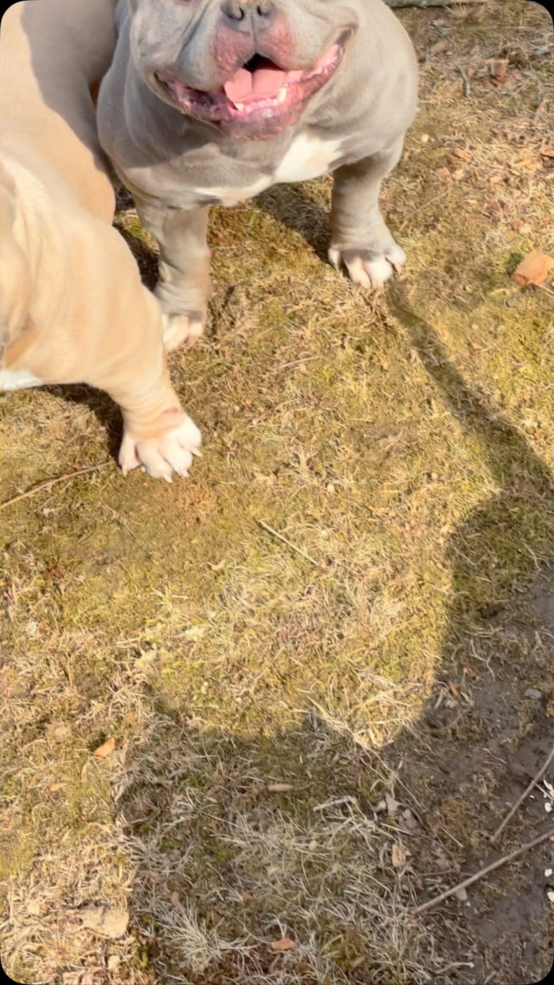 Post 10 by Graveyard Bulliez Llc on Instagram (video)