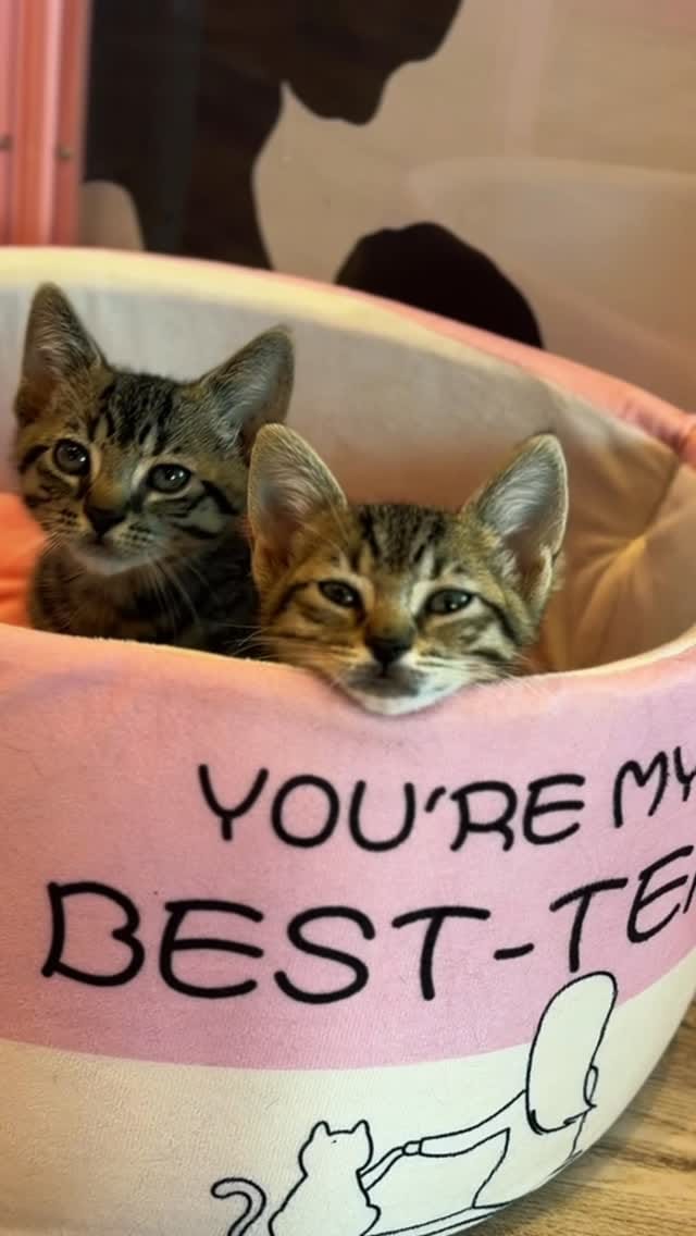 Post 3 by 🐾 Cat Cafe Maui 🐾 on Instagram (video)