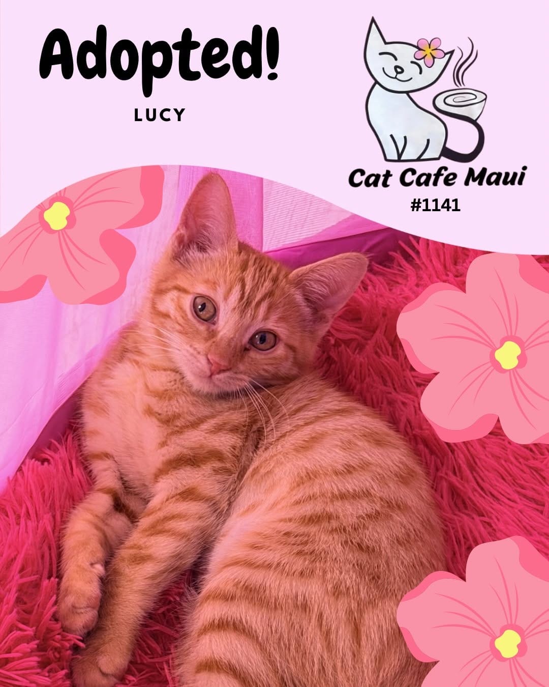 Post 4 by 🐾 Cat Cafe Maui 🐾 on Instagram (carousel)