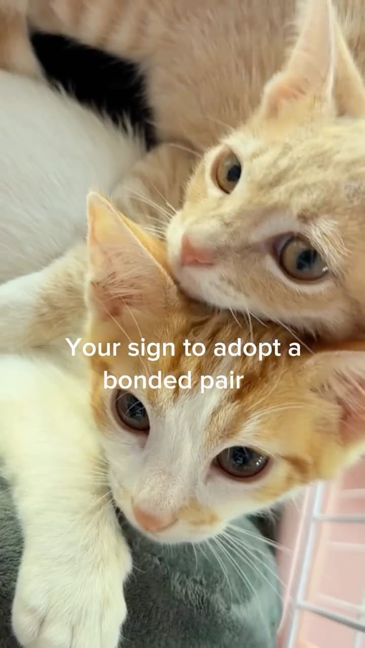 Post 1 by 🐾 Cat Cafe Maui 🐾 on Instagram (video)