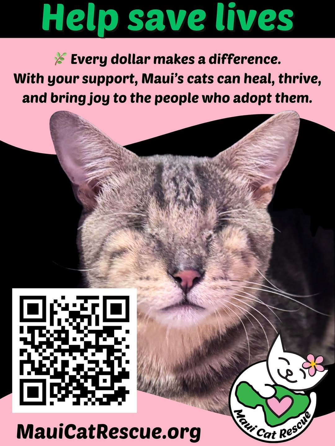 Post 10 by 🐾 Cat Cafe Maui 🐾 on Instagram (image)