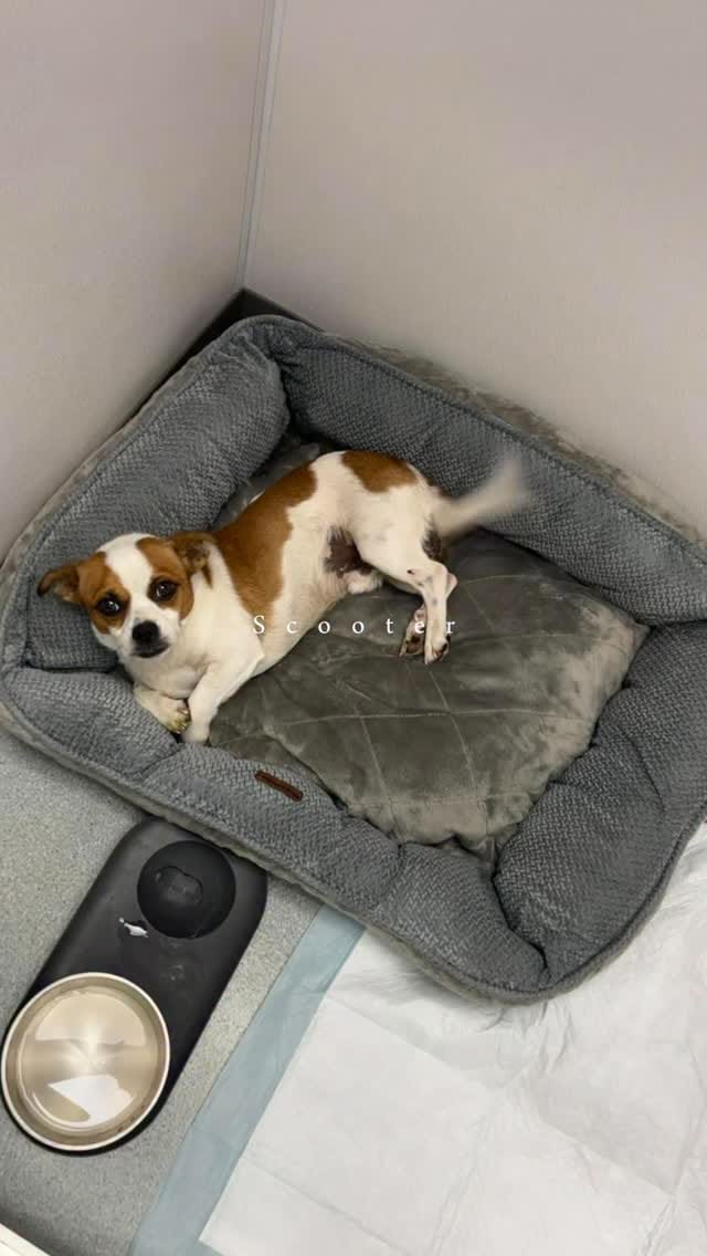 Post 3 by Lola's Lucky Day on Instagram (video)