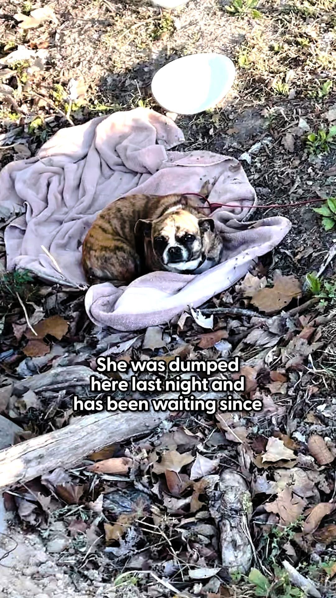 Post 6 by Lola's Lucky Day on Instagram (video)