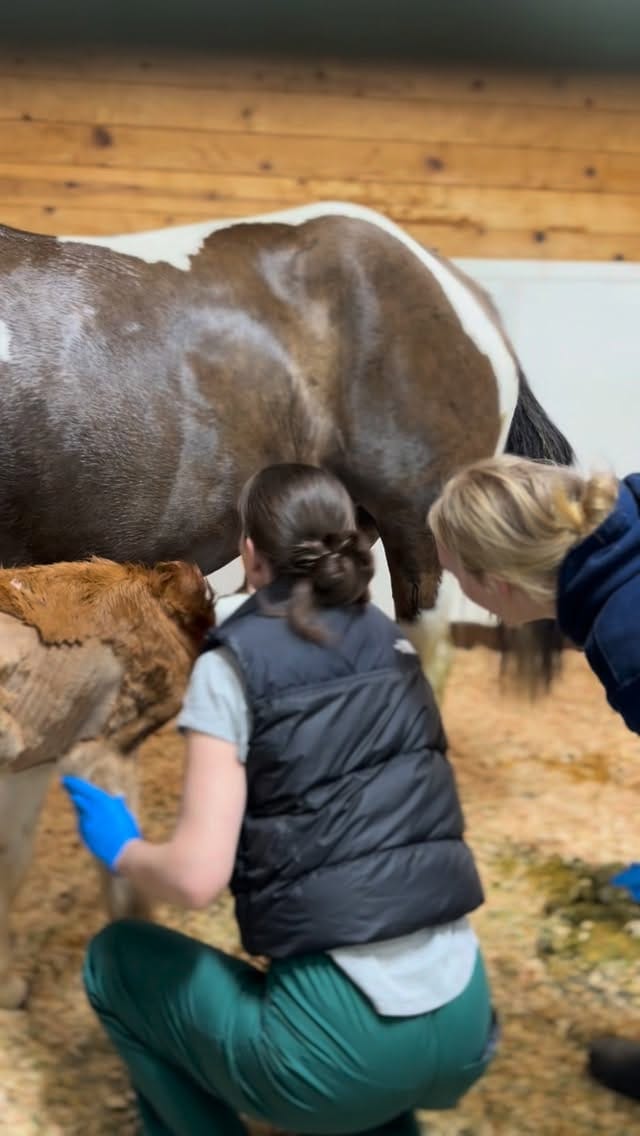 Post 9 by 3 Sisters Equine Refuge on Instagram (video)