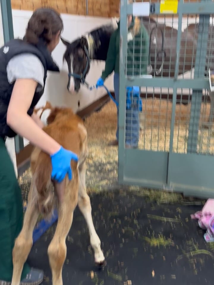 Post 7 by 3 Sisters Equine Refuge on Instagram (carousel)