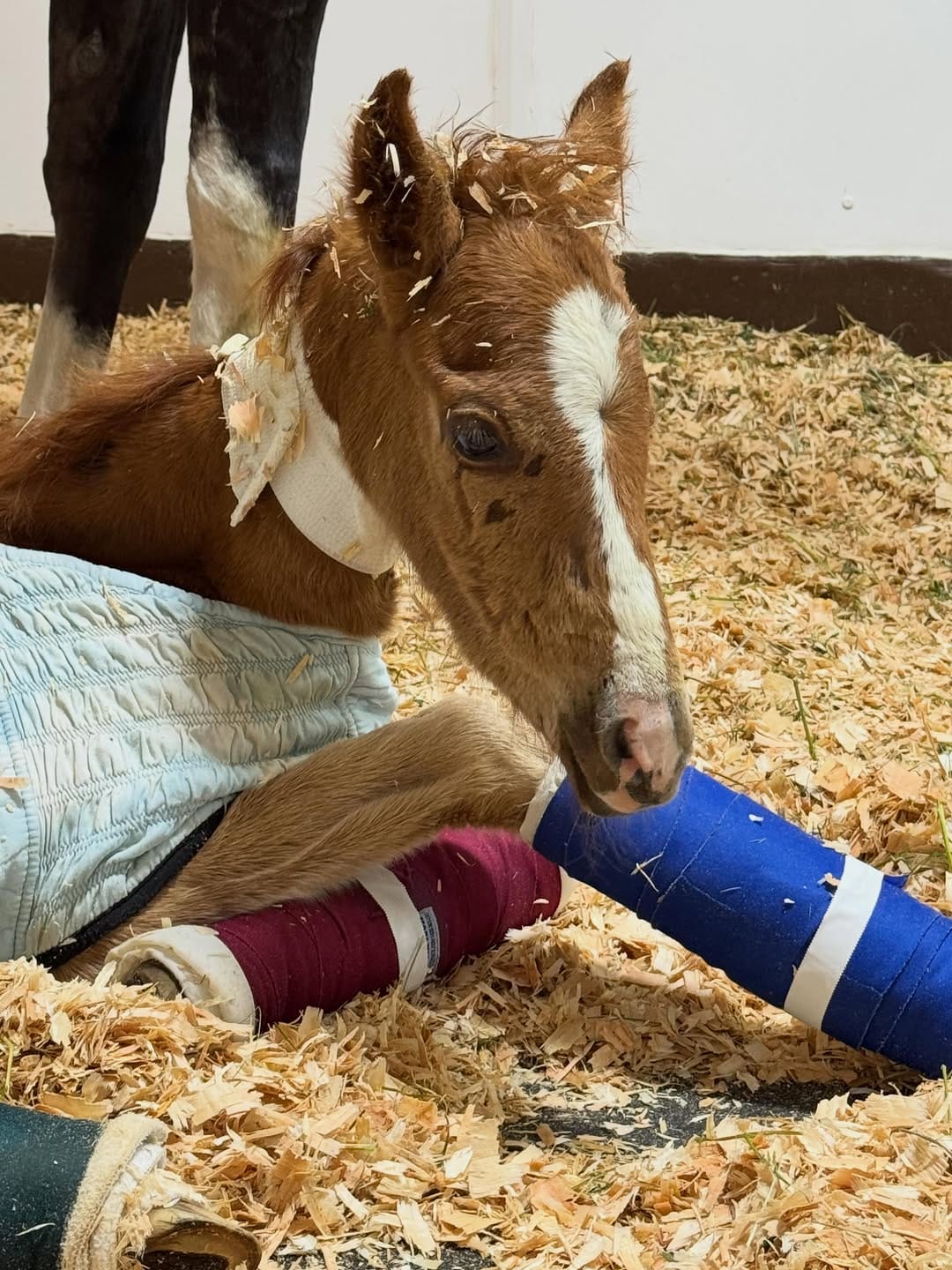 Post 4 by 3 Sisters Equine Refuge on Instagram (image)
