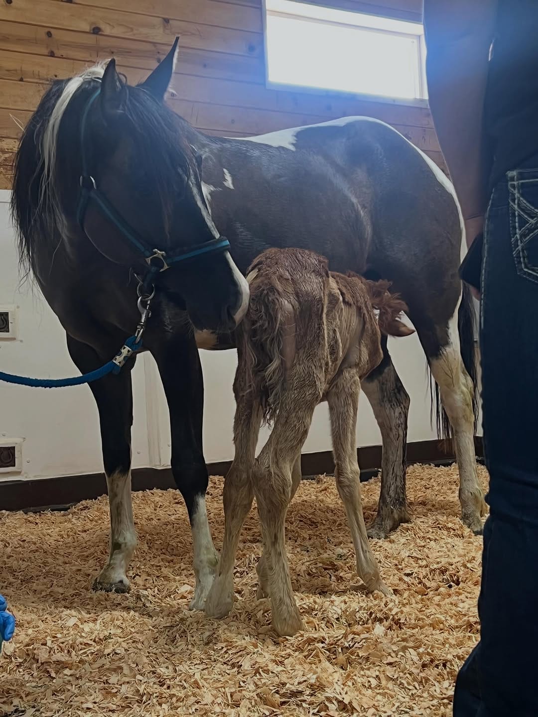 Post 8 by 3 Sisters Equine Refuge on Instagram (carousel)