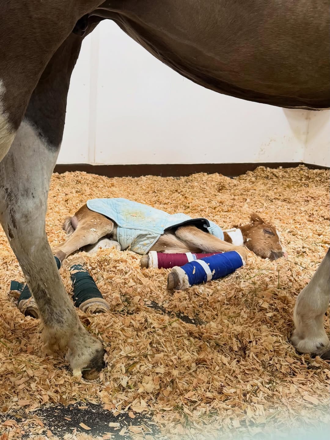 Post 3 by 3 Sisters Equine Refuge on Instagram (image)