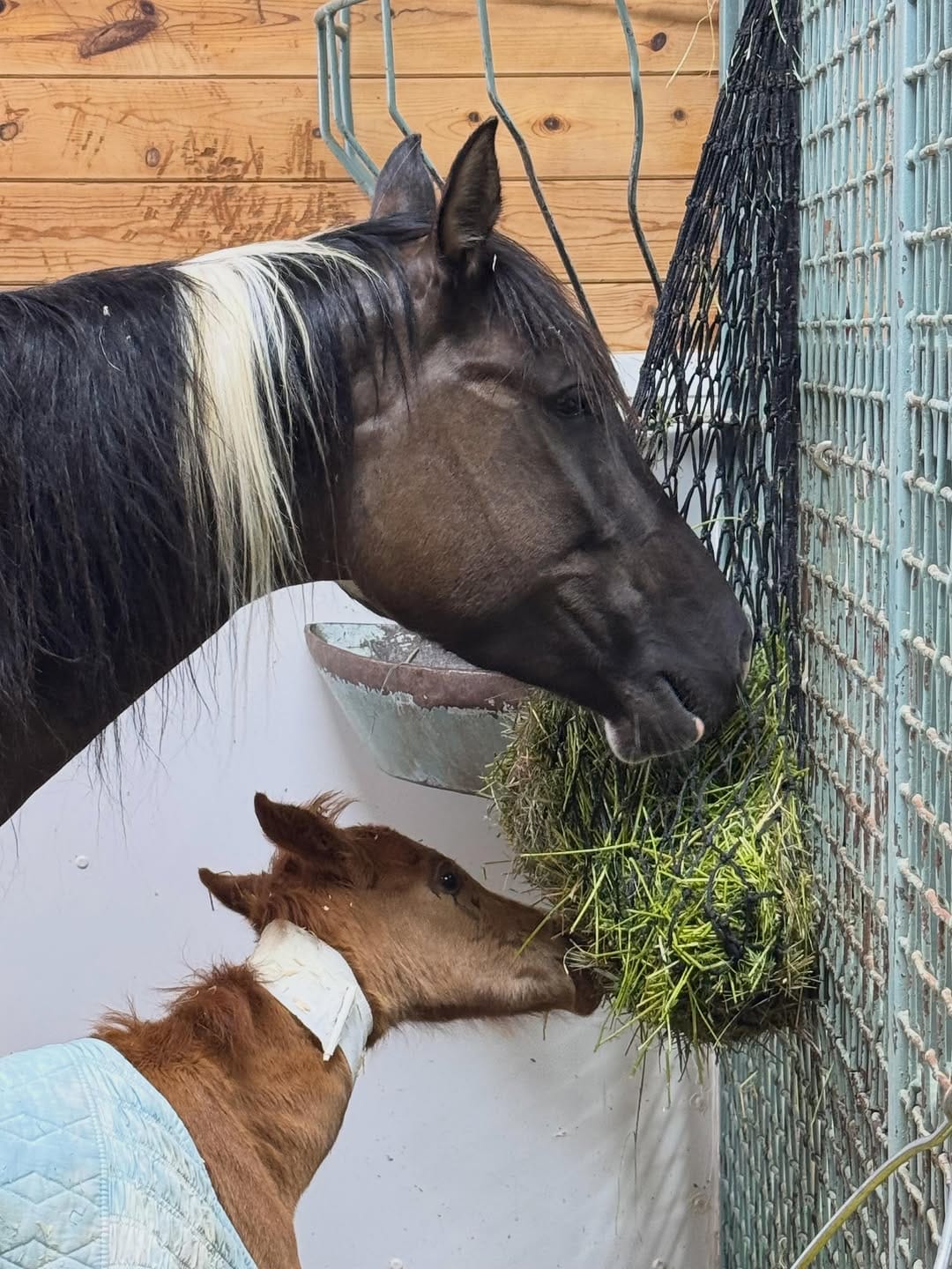Post 5 by 3 Sisters Equine Refuge on Instagram (carousel)