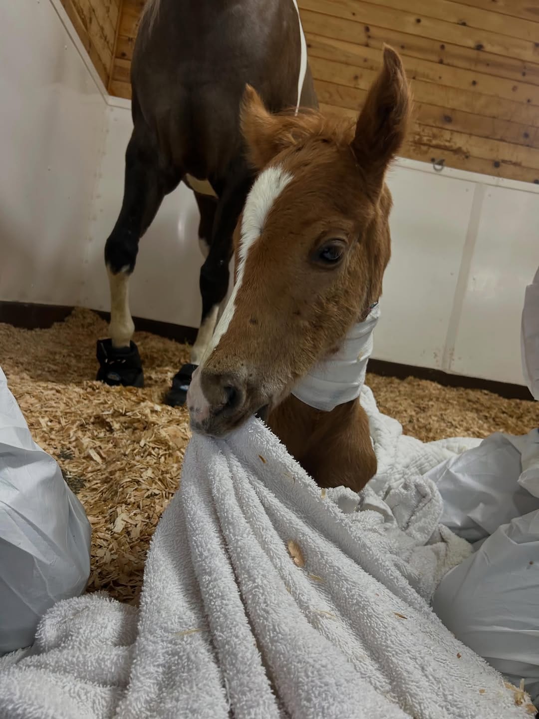Post 1 by 3 Sisters Equine Refuge on Instagram (carousel)
