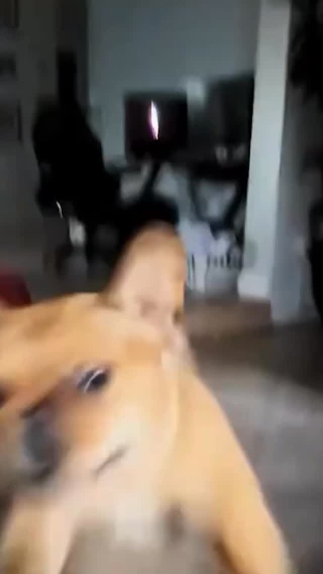 Post 2 by Zoomies Chicago on Instagram (video)