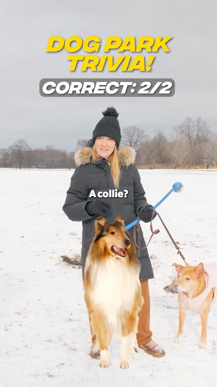 Post 7 by Zoomies Chicago on Instagram (video)