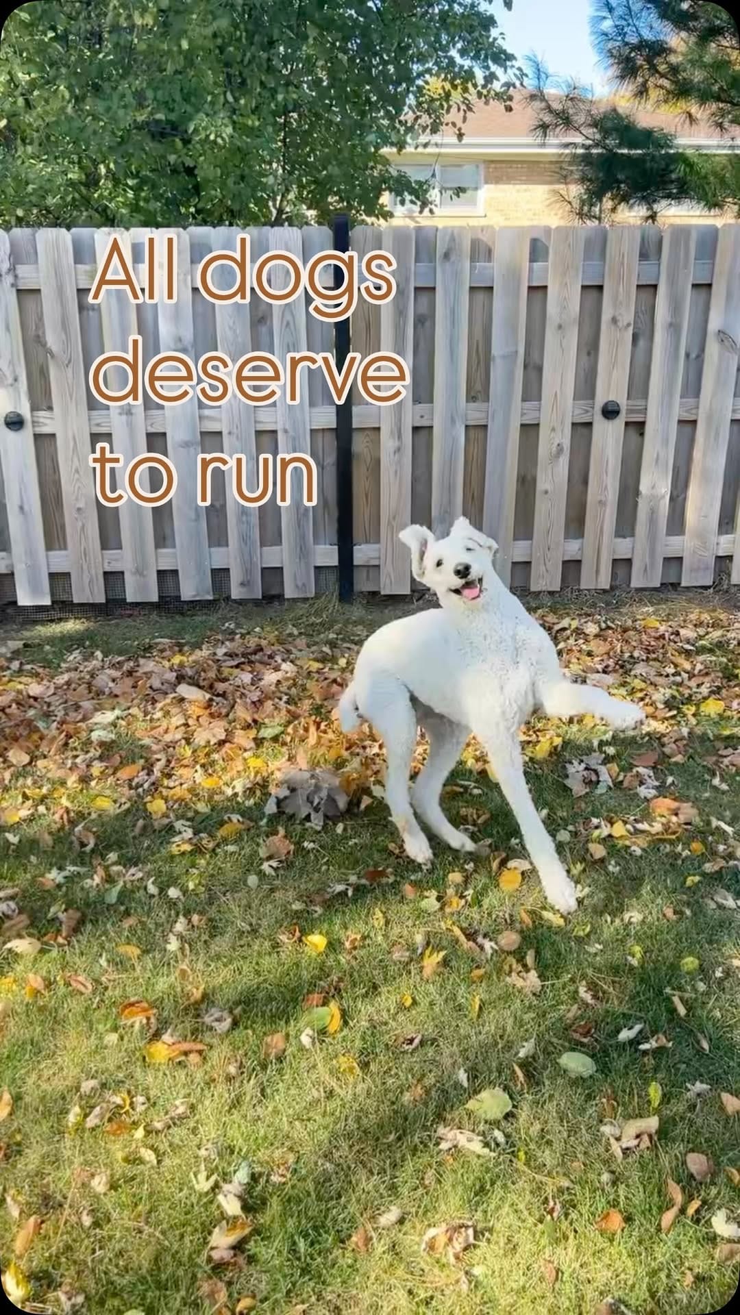 Post 5 by Zoomies Chicago on Instagram (video)