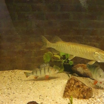 Post 8 by perchquarium (baarsquarium🇳🇱) on Instagram (video)