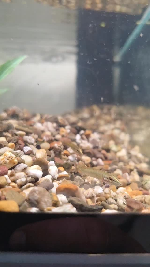 Post 1 by perchquarium (baarsquarium🇳🇱) on Instagram (video)